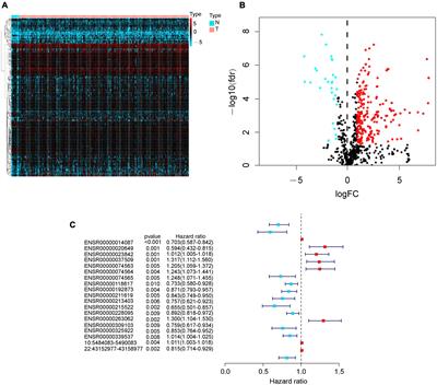 An enhancer RNA-based risk model for prediction of bladder cancer prognosis